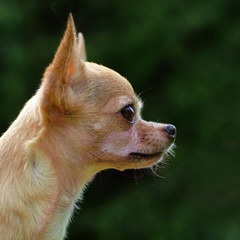 Portrait of a cute chihuahua 