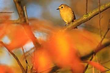 smallest bird of europe in the autumn forest