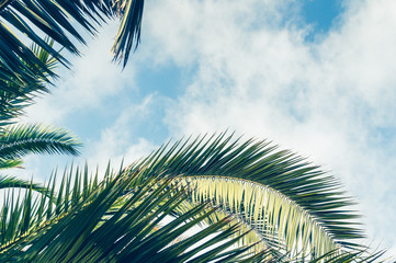 Tropical background of palm trees against blue sky