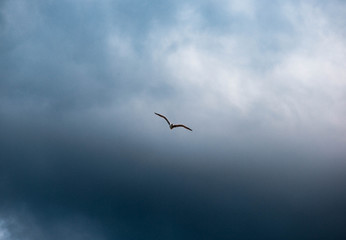 beautiful seagull on blue sky background with clouds