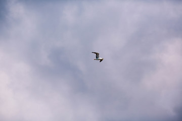 beautiful seagull on blue sky background with clouds