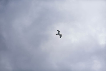 beautiful seagull on blue sky background with clouds