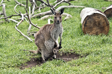 eastern grey kangaroo with joey
