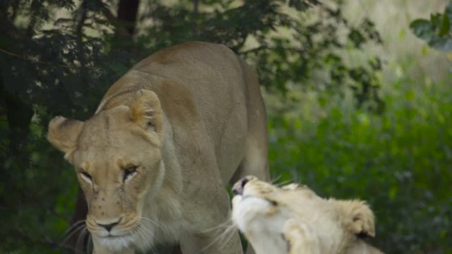  Wild lioness wearing a tracking collar relaxing with her pride in Zambia