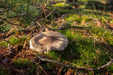 Brown mushroom in the autumn forest. Pine needles and moss background