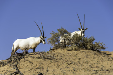 Oryx