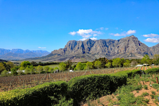 The beautiful Winelands near Stellenbosch, South Africa, outside of Cape Town.
