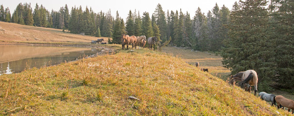 Small herds of wild horses at the grassy edge of a waterhole in the Pryor Mountains Wild Horse...