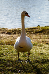 Obraz premium swan close up on lake water in sunny autumn day