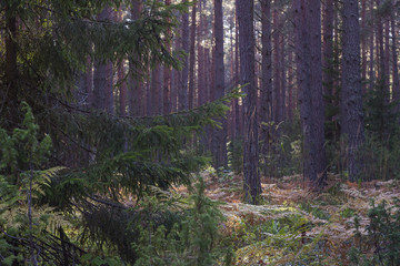 Branches of fir on the pines background. Forest landscape