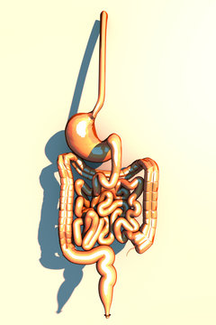 Intestino, apparato digerente, stomaco, esofago, duodeno, colon con ombra allungata. Anatomia umana. Visto da dietro