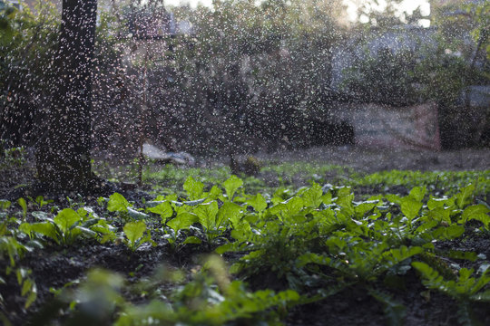 Watering a kitchen garden in the backyard.