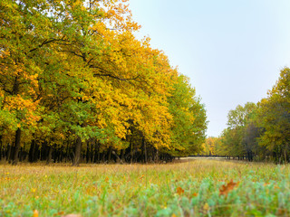 Obraz premium Colorful autumn landscape with yellow and trees. Oak forest. Natural background.