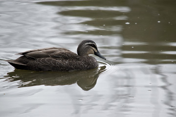 Australian Pacific black duck