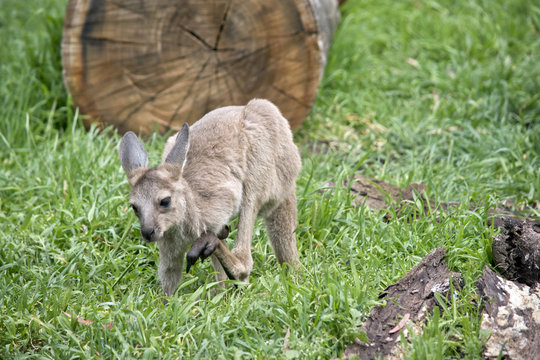 eastern grey kangaroo joey