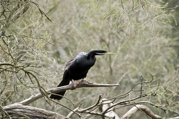 darter