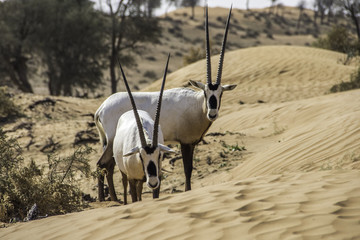 Oryx
