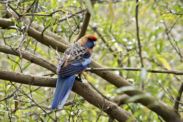 crimson rosella