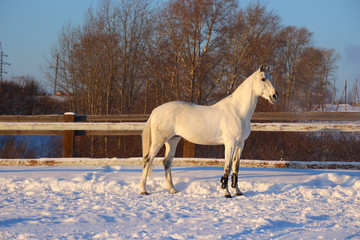 Obraz na płótnie Canvas the grey horse in the winter