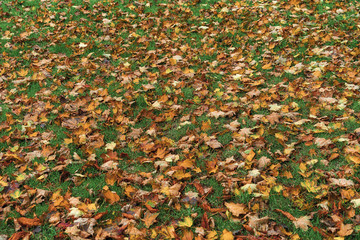 Herbstlaub