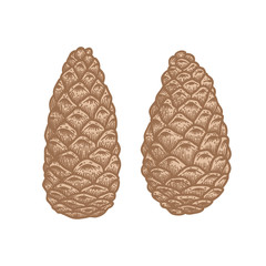 Set of Christmas hand drawn pine cones 02