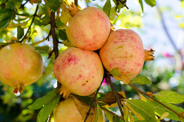 Unripe colorful pomegranate