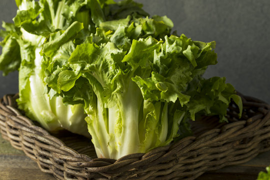 Raw Green Organic Escarole Lettuce