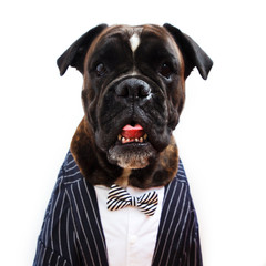 Dog in a wedding suit