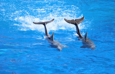 Delfini(Delphinus Delphis) nuotano nel delfinario