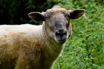Fototapeta premium Sheep chewing grass