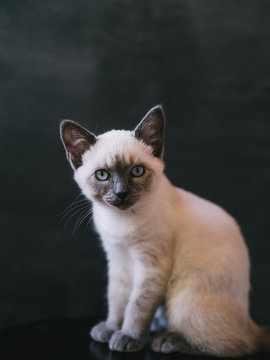 White Kitten in front of Black Wall
