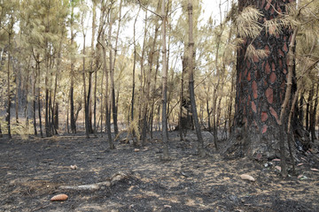 Fototapeta premium Burnt Pine