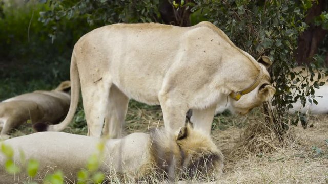  Wild lioness wearing a tracking collar relaxing with her pride in Zambia, Afr