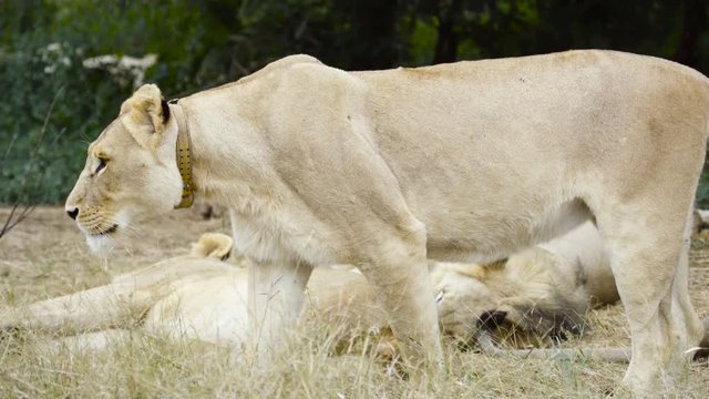  Wild lioness wearing a tracking collar relaxing with her pride in Zambia, Afr