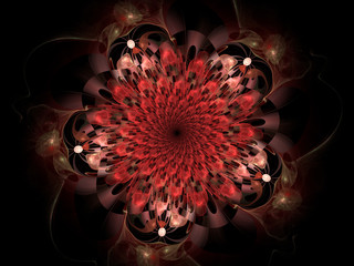 Layered red flower on a black background