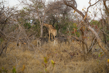 Zebras grazing with giraffe among bare trees