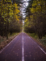 Obraz premium perspective autumn central road with leaves in the forest between the trees