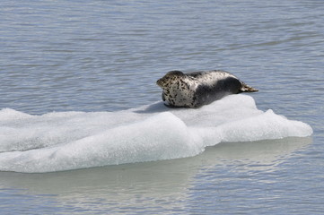 Fototapeta premium Seals Laying on the Ice in Tracy Arm Fjord, Alaska, USA