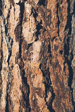 Close up of bark from Ponderosa pine tree