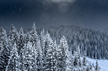 Snowy Forest