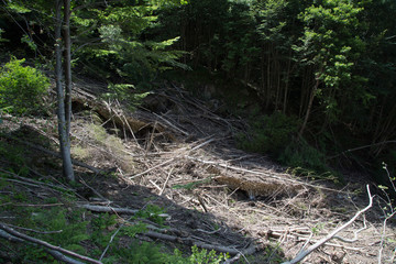 Traces of avalanches from the last winter, valle della Volpara, Umito, Italy 