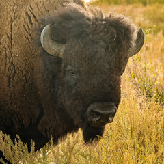 Bison Portrait