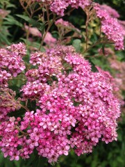 Obraz premium Pinke Blume im Sommer
