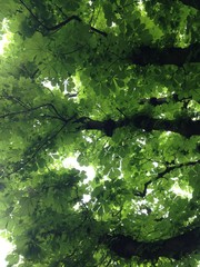 Fototapeta na wymiar Grünes Blätterdach eines Kastanienbaumes