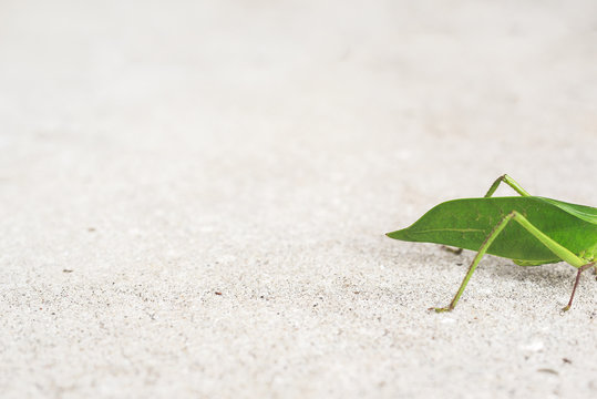 The Back End Of A Katydid