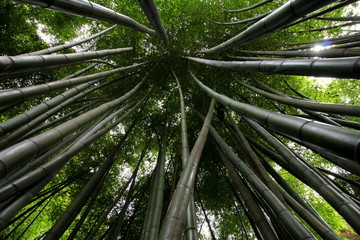 Bamboo.. View looking up into the canopy of tall bamboo stems. Wide angle provides interesting converging line.