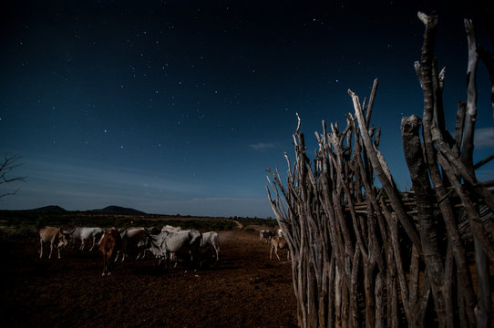 Cattle at night in hamer village