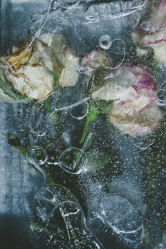 Frozen roses