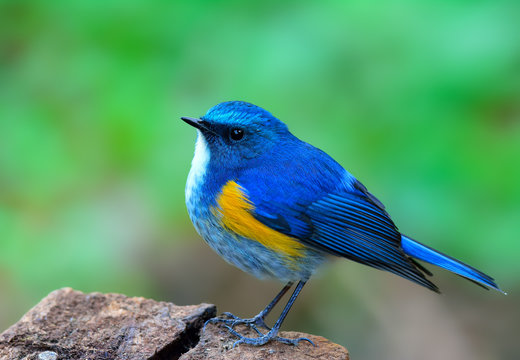 Himalayan bluetail or orange-flanked bush-robin (Tarsiger rufilatus) beautiful chubby blue bird straitly standing on the rock showing its side feathers, exotic nature