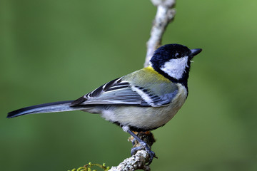 Japanese or Oriental tit (Parus minor) Cute pale grey to yellow back with black head bird perching on branch over green blur background, beautiful nature